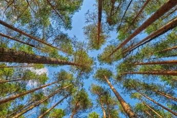Seimas priėmė rezoliuciją dėl miškų politikos