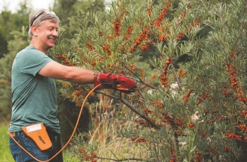 „Nudžiovintas“ šaltalankių verslas gręšis nuo ekologijos?