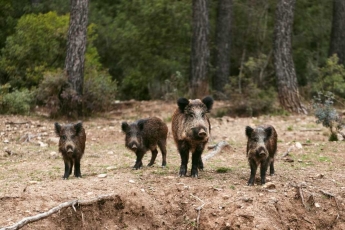 AKM vėl kėsinasi į kiaules, estų žvilgsnis krypsta į šernus