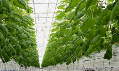 Šiltnamių verslas be šiltnamio sąlygų – ar pasiruošę mokėti brangiau už agurkus?