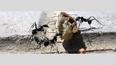 Pavasarinis skruzdėlių antplūdis: kaip kovoti su šia problema?