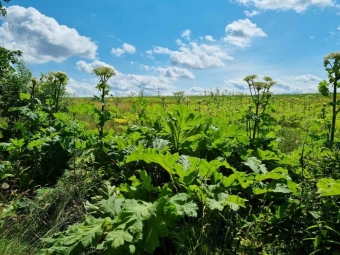 Miškininkai naikina pavojingus augalus – didžioji dalis Lietuvos miškų jau išvalyta