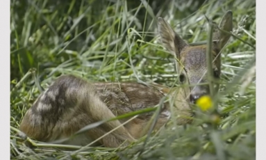 Dronais „ginkluoti“ šveicarai traukia į pievas: gelbsti žvėrių jauniklius