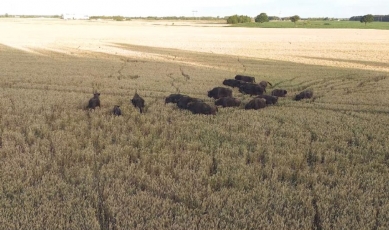 Pakaunės ūkininkų laukai tarsi Safari parkas – pasėlius siaubia 50 stumbrų banda (papildyta vaizdo medžiaga)