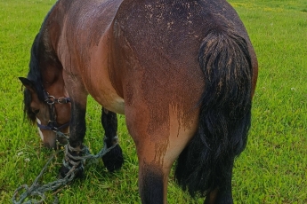 Prienų rajono gyventojos kieme VMVT surado pančiais sužalotą arklį