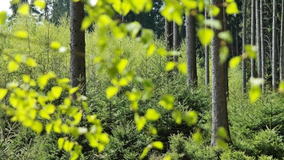Miškų savininkai kviečiami investuoti į savo būsimus miškus