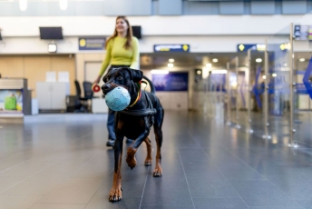 Vilniaus oro uoste – terapiniai šunys