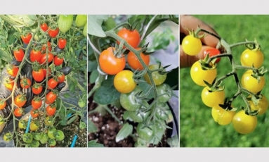 Mėgstantiems mažus pomidoriukus verta išbandyti šias veisles