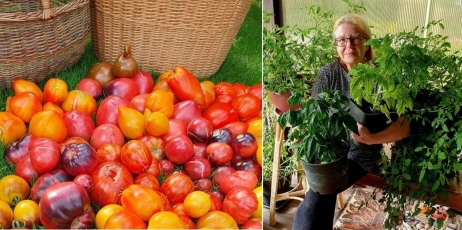 Į ankstyvesnį pomidorų derlių nusitaikė ir anksčiau atkutę kenkėjai bei ligos