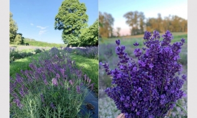 Violetinė levandų magija