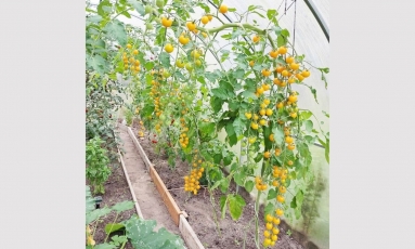 Ilgakasiai geltonskruosčiai pomidoriukai – tarsi girliandos šiltnamyje
