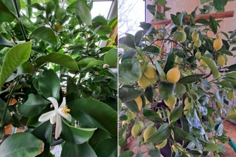 Gausus citrinų derlius nustebino ne vienerius metus citrinmedį auginančią šeimą
