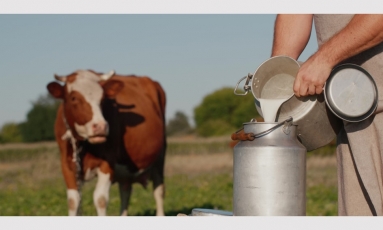 Ką džiugina ir ką varo į neviltį pieno kainos?
