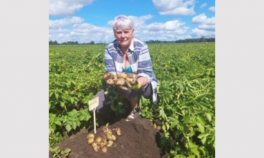 Ankstyvųjų veislių bulvės jau keliauja į krepšius