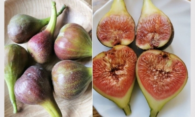 Vasara nepagailėjo įspūdingo figų derliaus