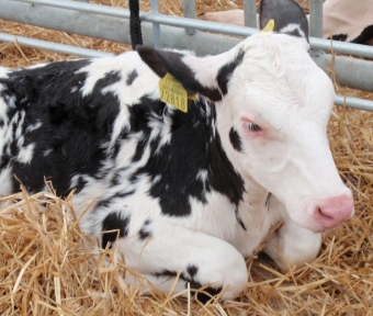 Norintiems gauti valstybės pagalbą už pieninių veislių gyvūnų produktyvumo tyrimą būtina dalyvauti veisimo programose