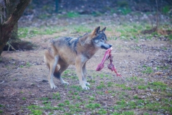 Lazdijų rajone pastebėta 11 vilkų gauja