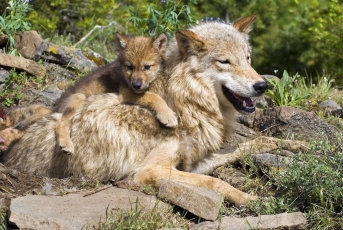 Europos Komisija siūlo švelninti vilkų apsaugą