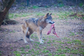 Vilkas kieme pačiupo šunį