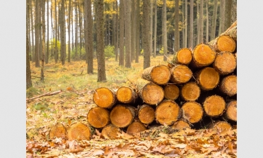 Valstybinių miškų urėdija išmokėjo 59 mln. eurų dividendų