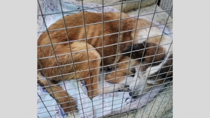 Žiauraus elgesio su gyvūnu atvejis Naujoje Akmenėje: negydomas šuo buvo pasmerktas kančioms
