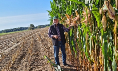 Kukurūzai ir klimato kaita: kaip prisitaikyti prie besikeičiančių sąlygų