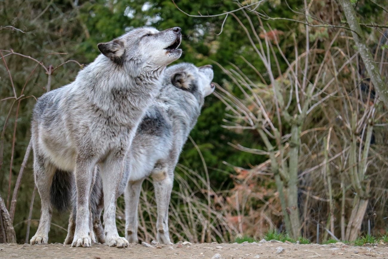 Karintijos gyventojai savarankiškai ėmėsi kovoti su vilkų išpuoliais