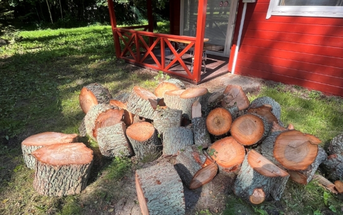 Nelegaliai medžius Klaipėdoje kirtę pažeidėjai slėpė ir įkalčius – kelmus