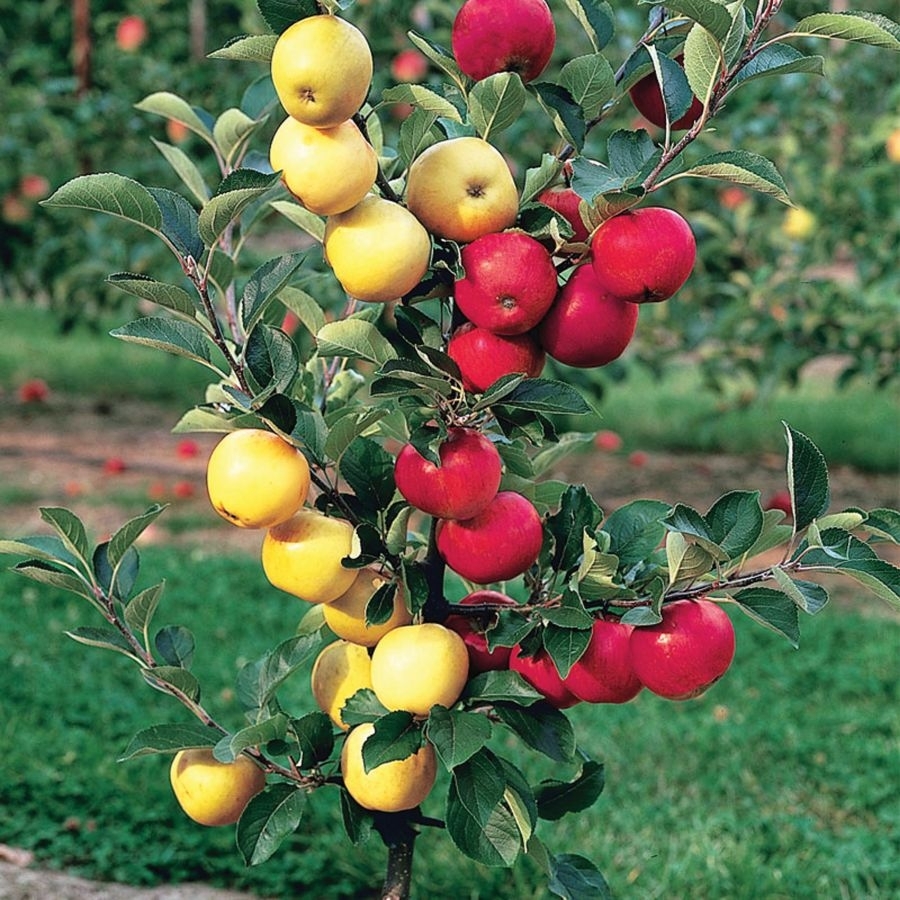 One fruit tree - two flavors