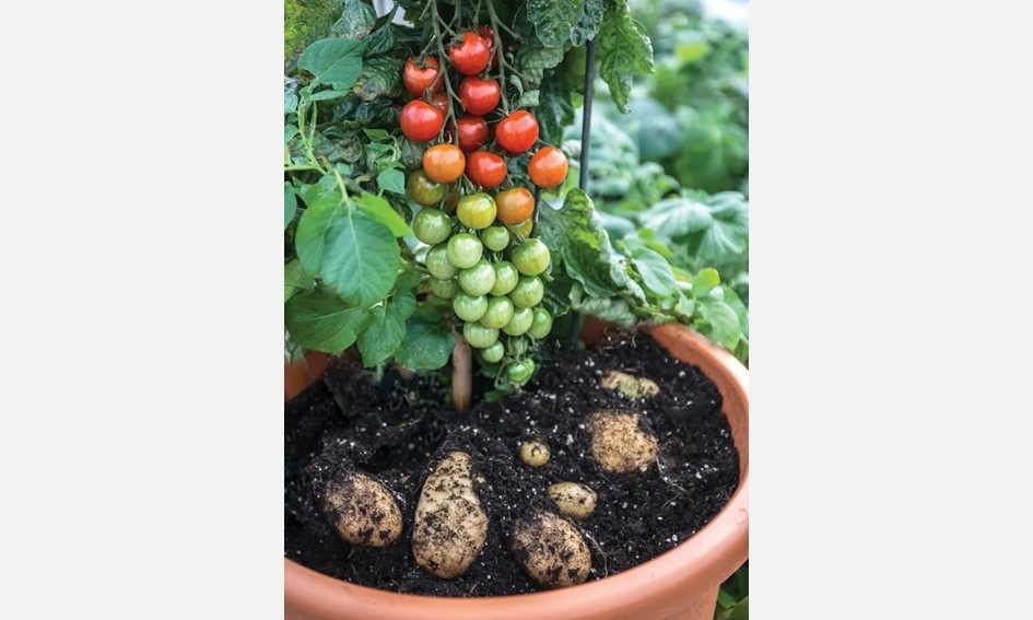 Bulvidorai: pomidorų visą vasarą, o rudenį – dar ir bulvių derlius