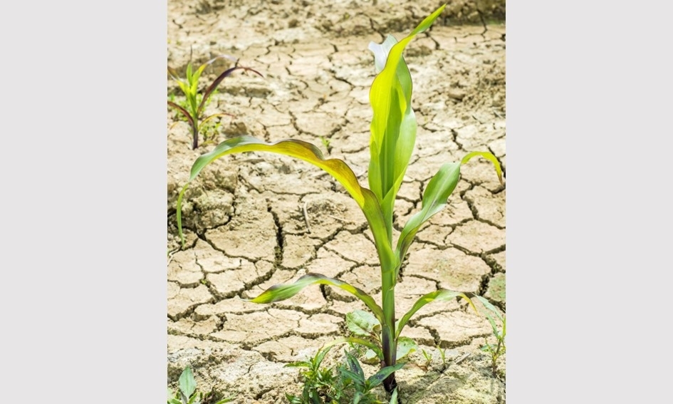 Kol Pietų Europa vargsta nuo sausros, mokslininkai prognozuoja atšalimą – abu variantai žemės ūkiui prasti