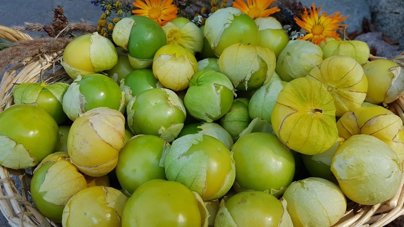 Žalia šviesa tomatilams – darže ir virtuvėje!