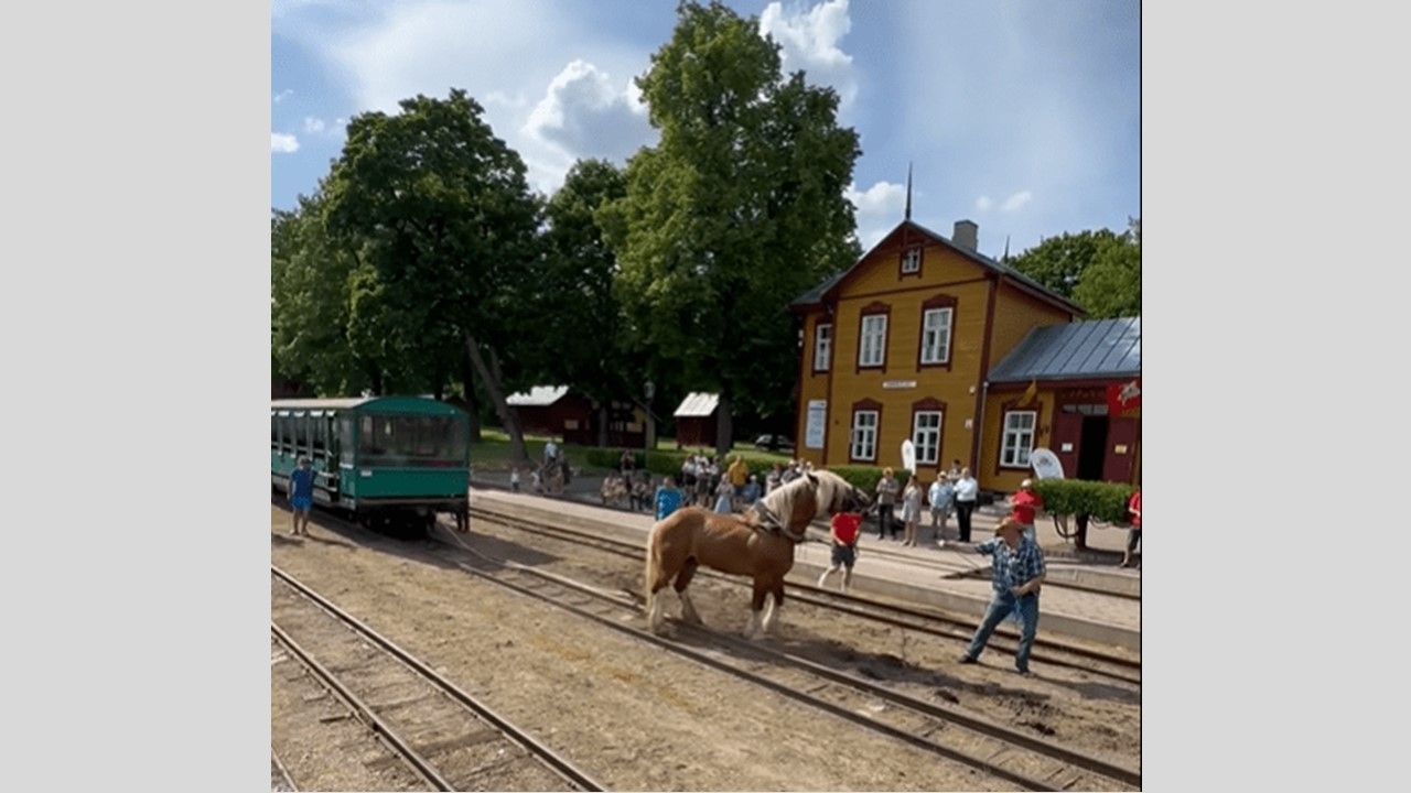 Lietuvos sunkieji arkliai traukė geležinkelio vagonus – ar tai žiaurus elgesys su gyvūnais?